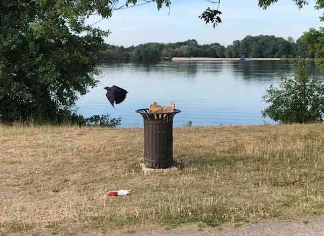 A crow who had been enjoying the remains of a McDonalds meal in a bin, at Arnage in France. 